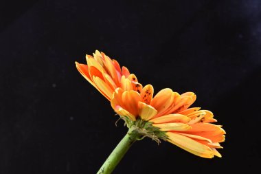 Güzel Gerbera çiçeği siyah arkaplanda