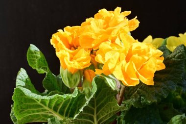 Koyu arkaplanda güzel primula çiçeklerini kapat 