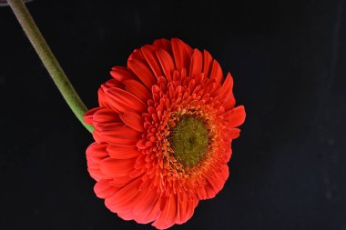 Güzel Gerbera çiçeği siyah arkaplanda