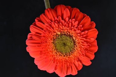 Güzel Gerbera çiçeği siyah arkaplanda