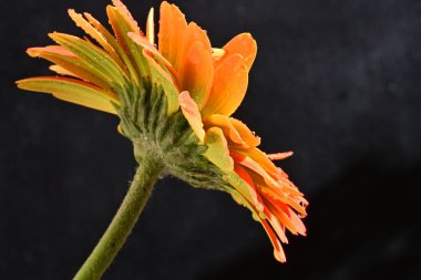 Güzel Gerbera çiçeği siyah arkaplanda