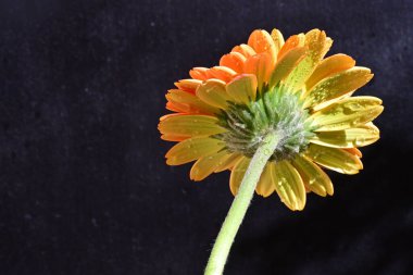 Güzel Gerbera çiçeği siyah arkaplanda