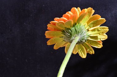 Güzel Gerbera çiçeği siyah arkaplanda