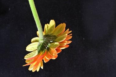 Güzel Gerbera çiçeği siyah arkaplanda