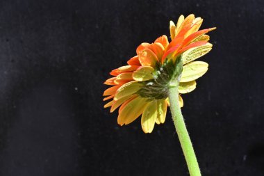 Güzel Gerbera çiçeği siyah arkaplanda