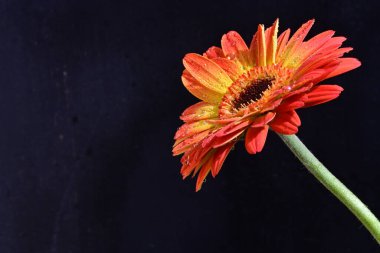 Güzel Gerbera çiçeği siyah arkaplanda