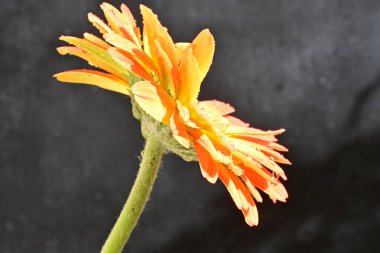 Güzel Gerbera çiçeği siyah arkaplanda