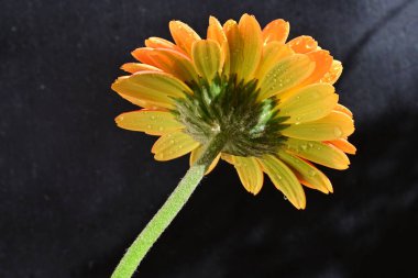 Güzel Gerbera çiçeği siyah arkaplanda