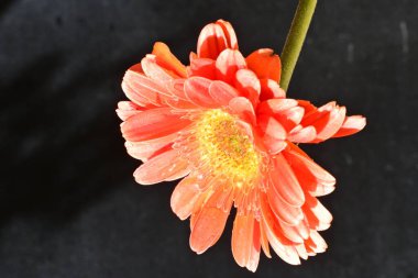Güzel Gerbera çiçeği siyah arkaplanda