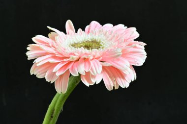 Güzel Gerbera çiçeği siyah arkaplanda