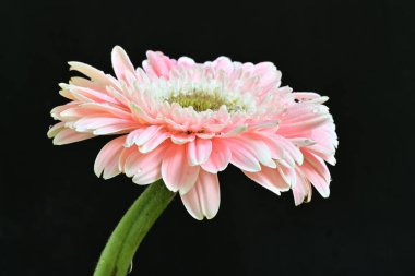 Güzel Gerbera çiçeği siyah arkaplanda