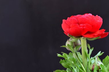 Siyah arka planda güzel kırmızı şakayık çiçeği 