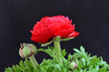 Siyah arka planda güzel kırmızı şakayık çiçeği 