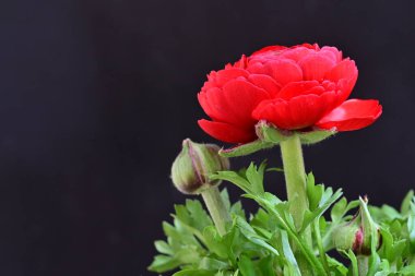 Siyah arka planda güzel kırmızı şakayık çiçeği 