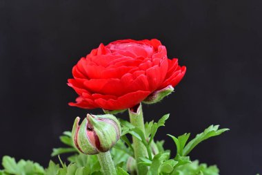 Siyah arka planda güzel kırmızı şakayık çiçeği 