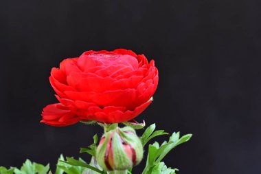 Siyah arka planda güzel kırmızı şakayık çiçeği 