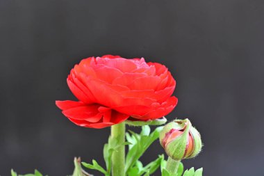 Siyah arka planda güzel kırmızı şakayık çiçeği 