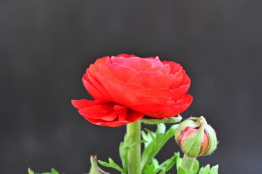 Siyah arka planda güzel kırmızı şakayık çiçeği 