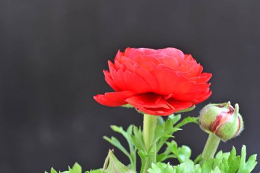 Siyah arka planda güzel kırmızı şakayık çiçeği 