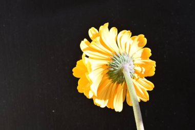 Güzel Gerbera çiçeği siyah arkaplanda