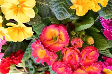 Renkli çiçeklere yakın, bahar çiçekleri arka planda