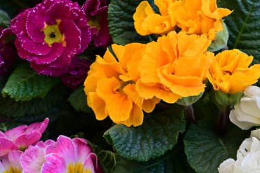 Renkli çiçeklere yakın, bahar çiçekleri arka planda