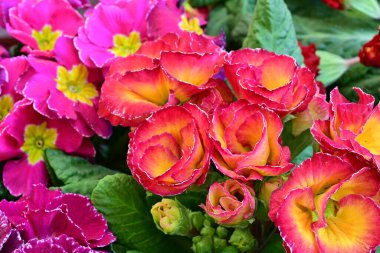 Renkli çiçeklere yakın, bahar çiçekleri arka planda