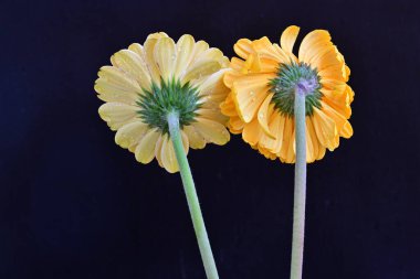 Koyu arkaplanda güzel Gerbera çiçekleri