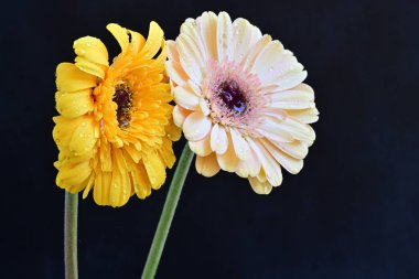 Koyu arkaplanda güzel Gerbera çiçekleri