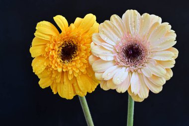 Koyu arkaplanda güzel Gerbera çiçekleri