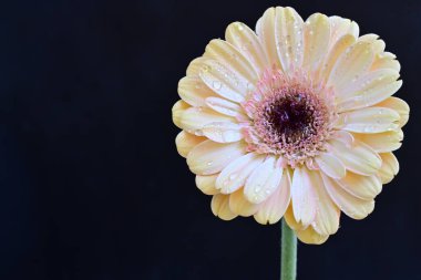 Güzel çiçek, çiçek konsepti...