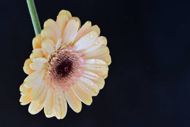 Güzel çiçek, çiçek konsepti...