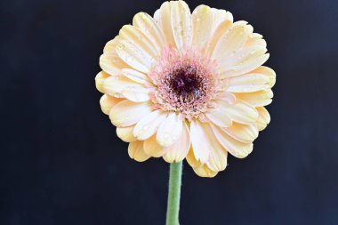 Güzel çiçek, çiçek konsepti...