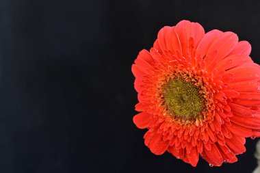 Güzel çiçek, çiçek konsepti...