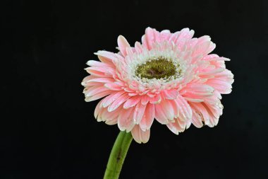 Koyu arkaplandaki güzel Gerbera çiçeğinin yakın görüntüsü                