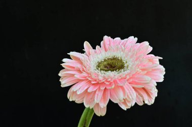 Koyu arkaplandaki güzel Gerbera çiçeğinin yakın görüntüsü                