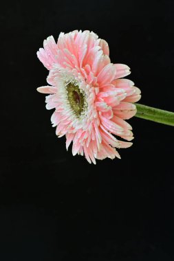 Koyu arkaplandaki güzel Gerbera çiçeğinin yakın görüntüsü                