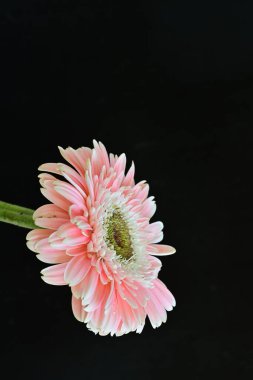 Koyu arkaplandaki güzel Gerbera çiçeğinin yakın görüntüsü                