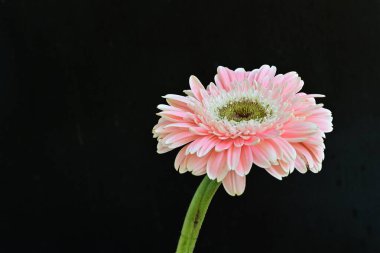 Koyu arkaplandaki güzel Gerbera çiçeğinin yakın görüntüsü                