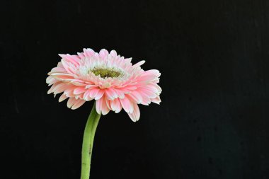 Koyu arkaplandaki güzel Gerbera çiçeğinin yakın görüntüsü                