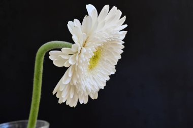 Güzel Gerbera çiçeği siyah arkaplanda