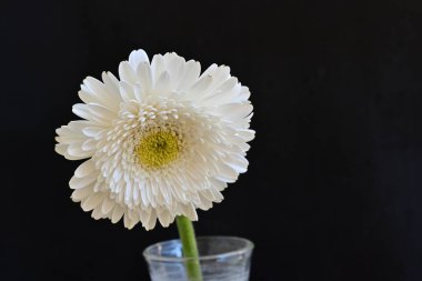 Güzel Gerbera çiçeği siyah arkaplanda