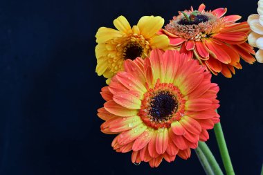 Siyah arka planda güzel Gerbera çiçekleri