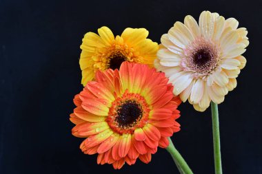 Siyah arka planda güzel Gerbera çiçekleri
