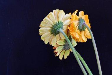 Siyah arka planda güzel Gerbera çiçekleri