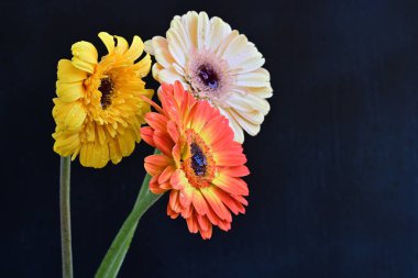 Siyah arka planda güzel Gerbera çiçekleri