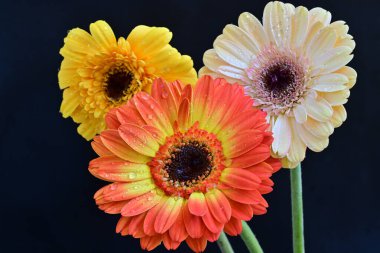 Siyah arka planda güzel Gerbera çiçekleri