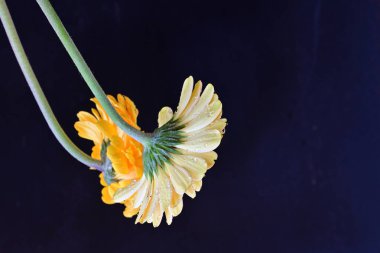 Siyah arka planda güzel Gerbera çiçekleri