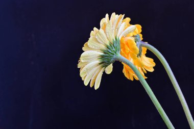 Siyah arka planda güzel Gerbera çiçekleri