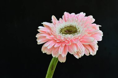 Güzel Gerbera çiçeği siyah arkaplanda